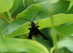 Sannina uroceriformis