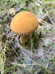 Leccinellum crocipodium