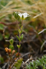 Arenaria ciliata multicaulis
