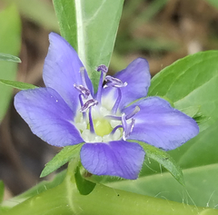 Hydrolea quadrivalvis