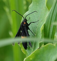 Sannina uroceriformis