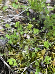 Euphrasia frigida