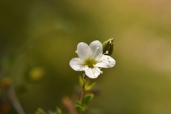 Arenaria ciliata multicaulis