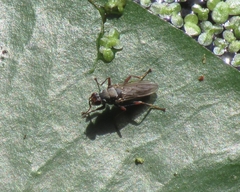 Hydromyza livens