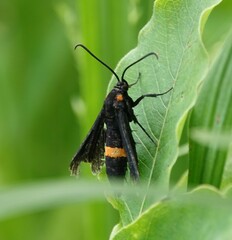 Sannina uroceriformis
