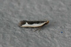 Dichomeris inserrata