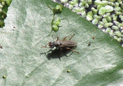 Hydromyza livens