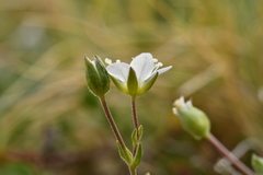 Arenaria ciliata multicaulis