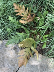 Woodwardia orientalis