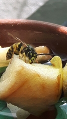 Vespula vulgaris