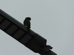 Psittacara erythrogenys