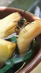 Vespula vulgaris