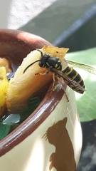Vespula vulgaris