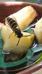 Vespula vulgaris