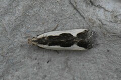 Dichomeris inserrata