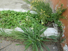 Allium nutans