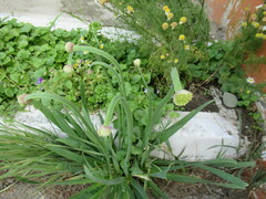 Allium nutans