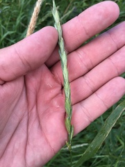 Elymus repens