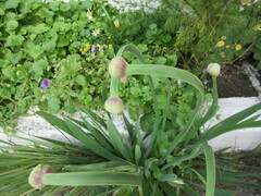 Allium nutans
