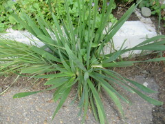 Allium nutans