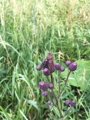 Cirsium arvense