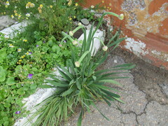 Allium nutans