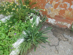 Allium nutans