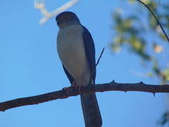 Accipiter francesiae