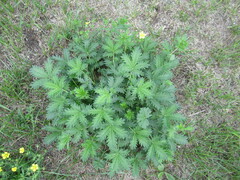 Potentilla approximata