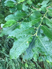 Salix caprea