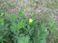 Potentilla approximata