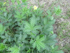 Potentilla approximata