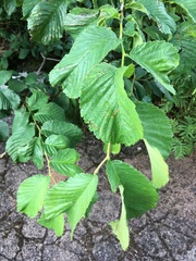 Ulmus glabra