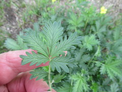 Potentilla approximata