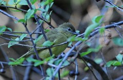 Chlorocichla flaviventris flaviventris