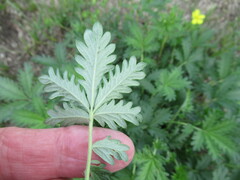 Potentilla approximata