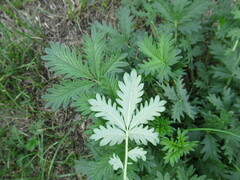 Potentilla approximata
