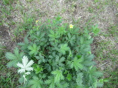 Potentilla approximata