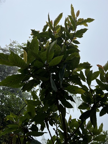 Clethra fagifolia, photograph 4