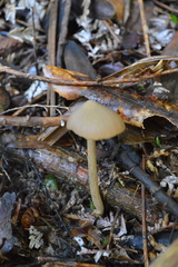 Entoloma latericolor
