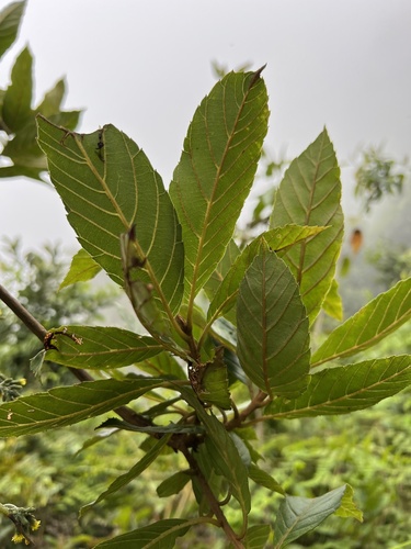 Clethra fagifolia, photograph 5