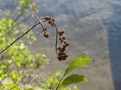 Myrica