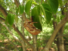 Cicadidae