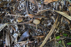 Entoloma latericolor