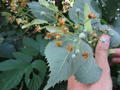 Tilia dasystyla caucasica