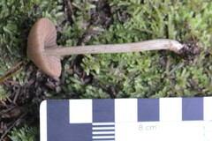 Entoloma latericolor