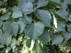 Tilia dasystyla caucasica