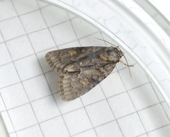 Acronicta strigosa