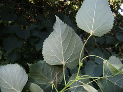 Tilia dasystyla caucasica