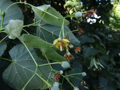 Tilia dasystyla caucasica